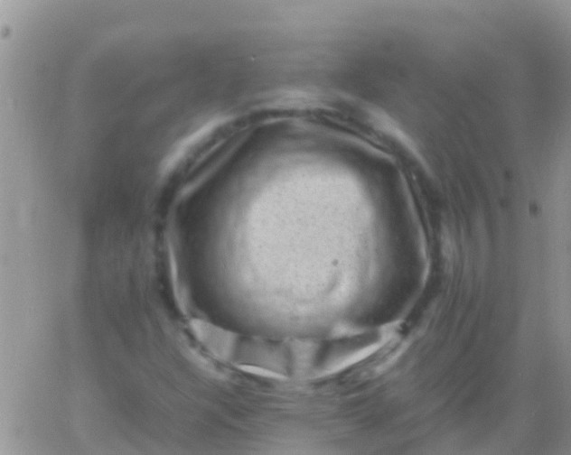 X0000065981304200603172105