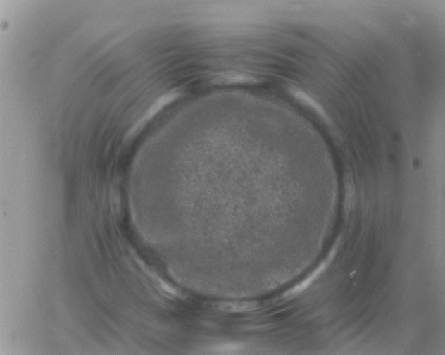 X0000065981305200603172105