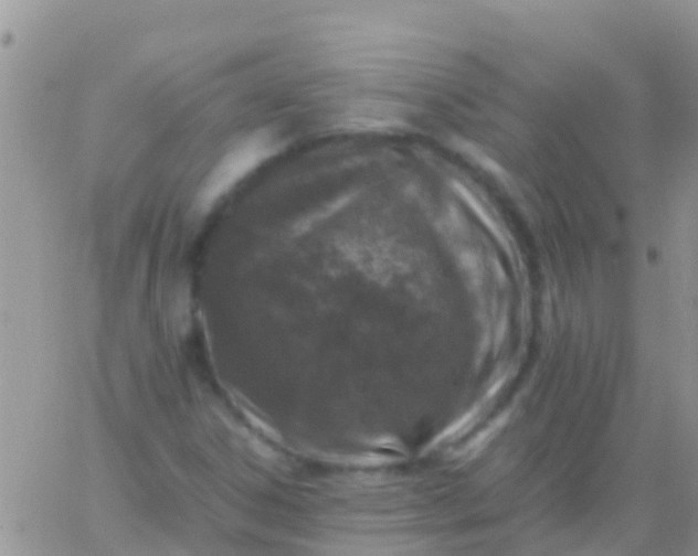 X0000065981306200603172105