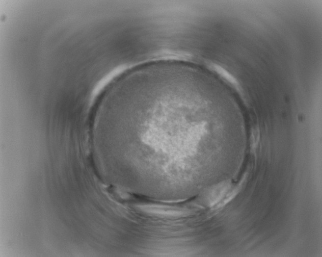 X0000065981310200603172105