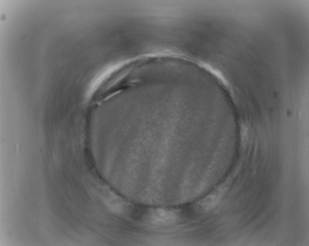 X0000065981311200603172105