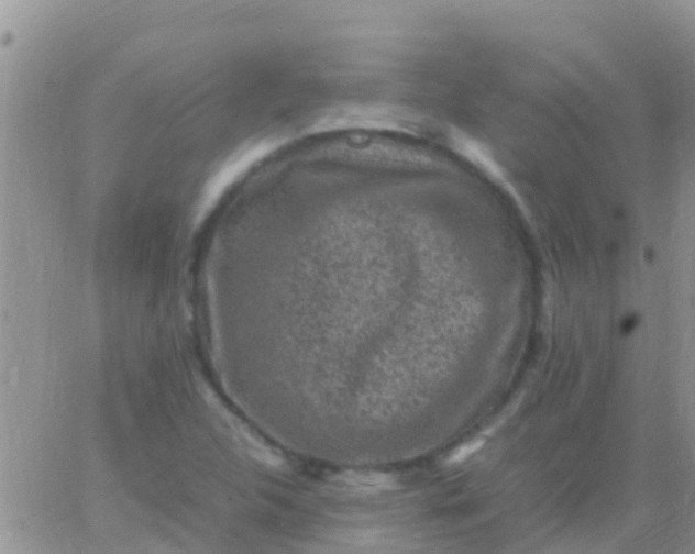 X0000065981312200603172105