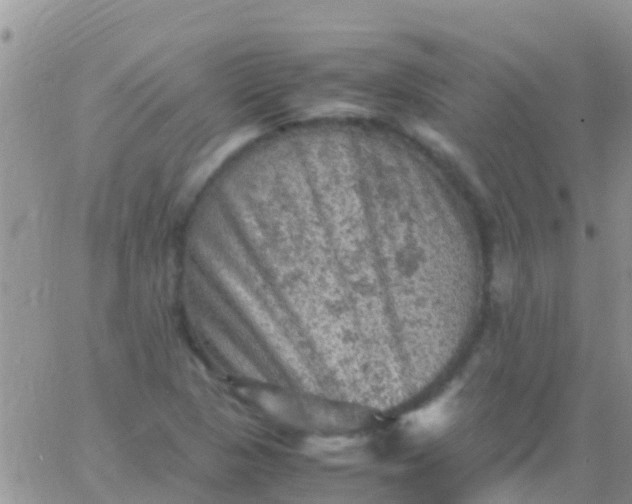 X0000065981313200603172105