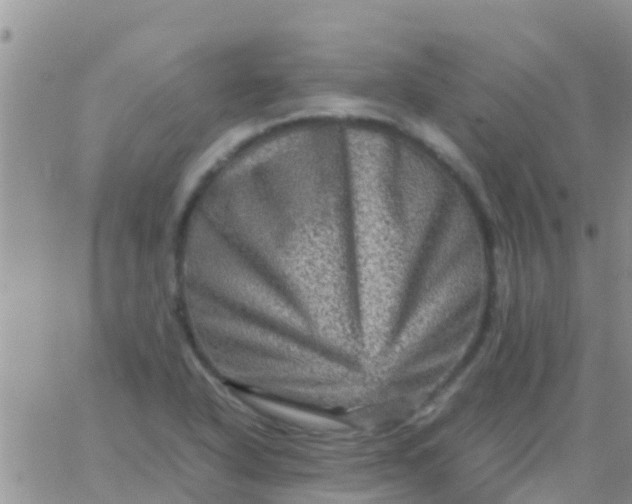 X0000065981318200603172105