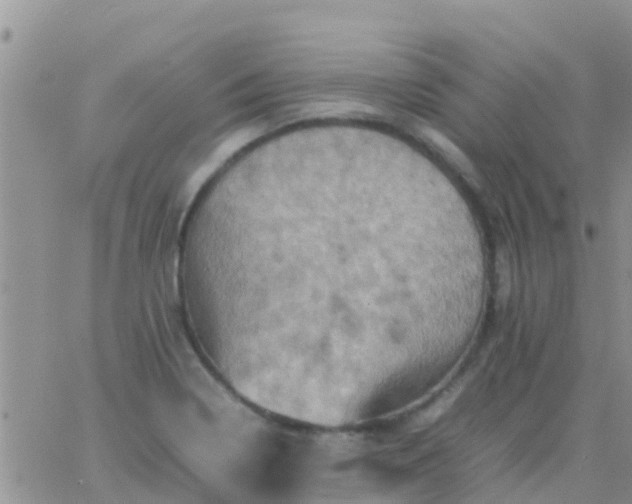 X0000065981322200603172105