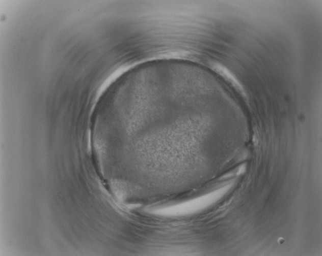 X0000065981324200603172105