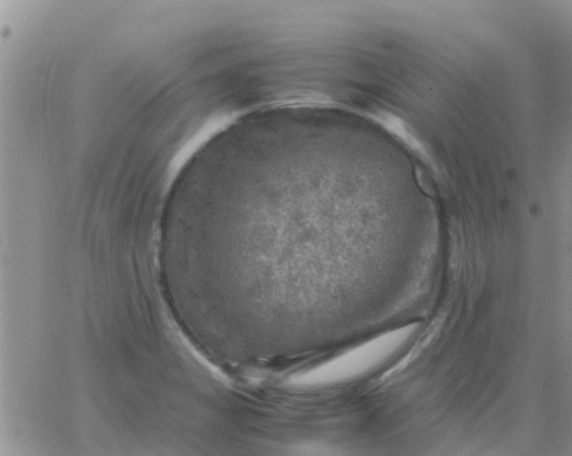 X0000065981325200603172105