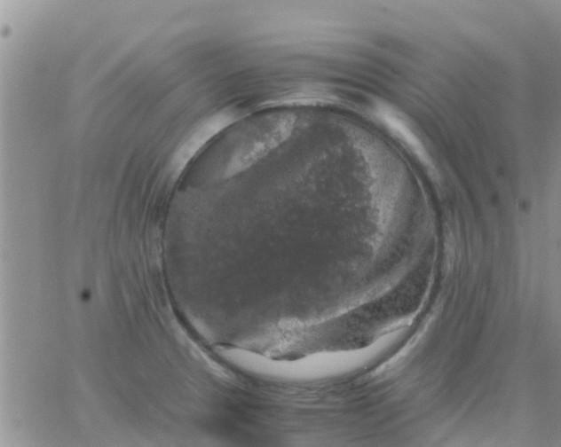 X0000065981329200603172105