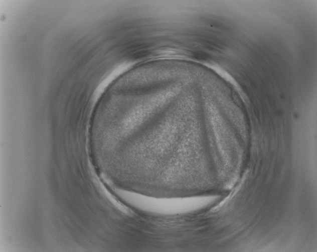 X0000065981333200603172105