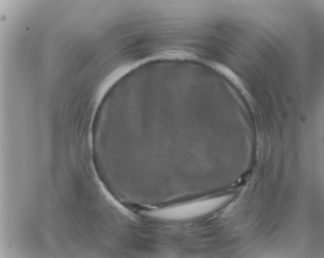 X0000065981335200603172105