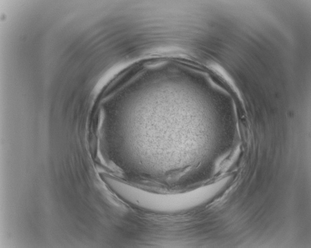 X0000065981336200603172105