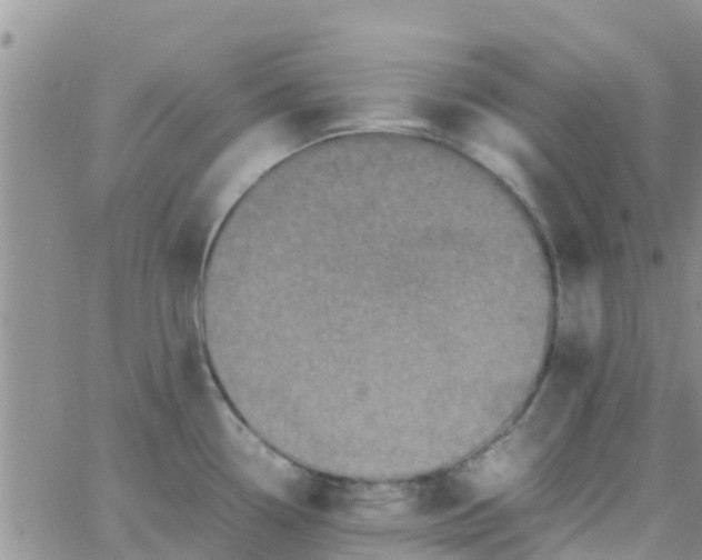 X0000065981338200603172105