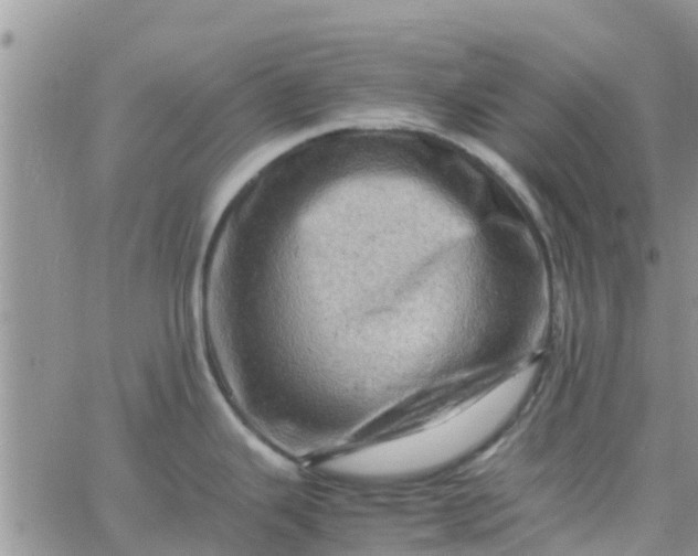 X0000065981343200603172105