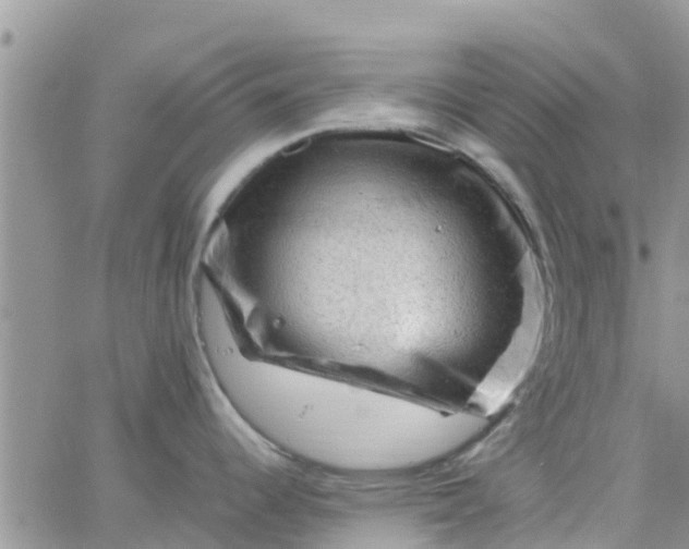 X0000065981344200603172106