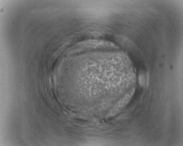 X0000065981347200603172105