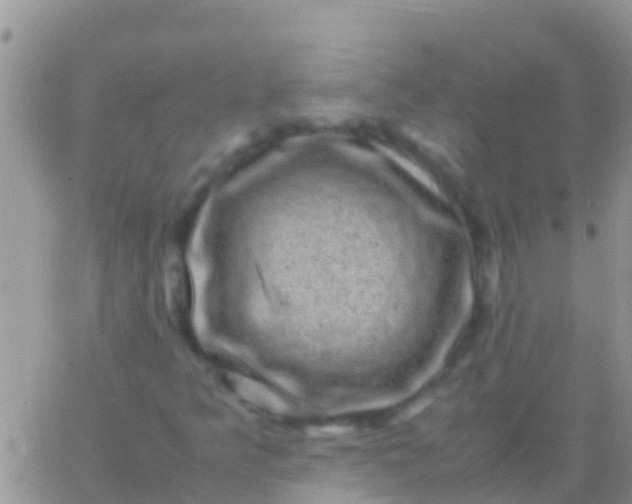 X0000065981349200603172105