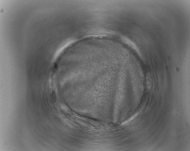 X0000065981352200603172105