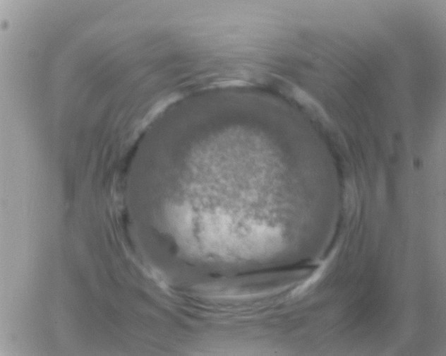 X0000065981353200603172105