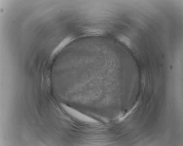 X0000065981354200603172105