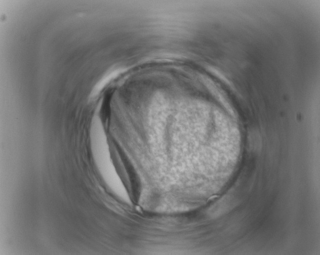 X0000065981355200603172105