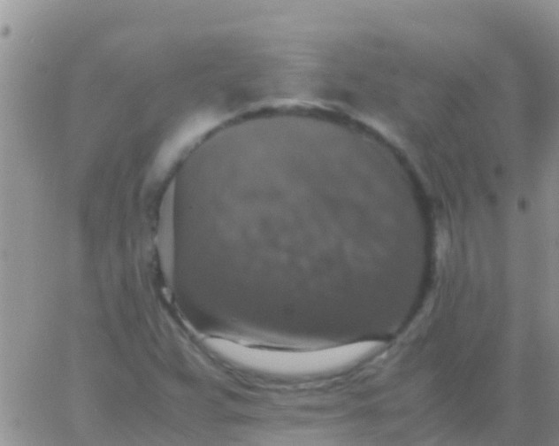 X0000065981359200603172104