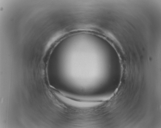 X0000065981360200603172104