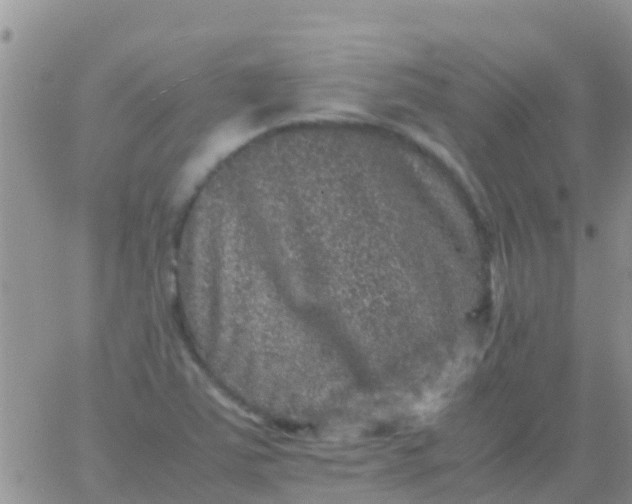 X0000065981363200603172104