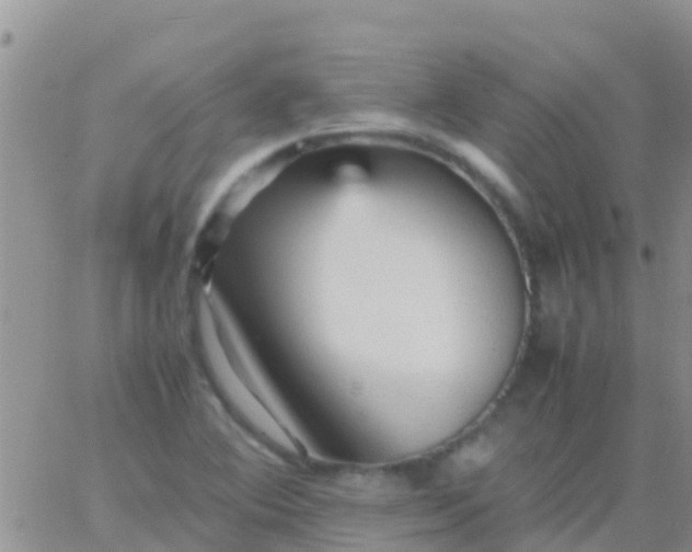 X0000065981364200603172104