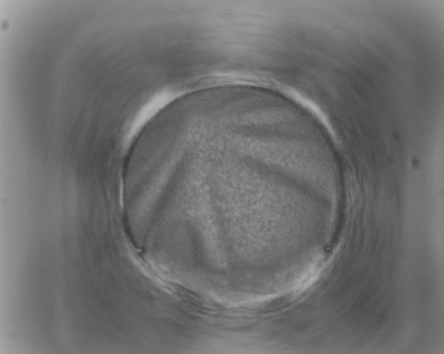 X0000065981365200603172104