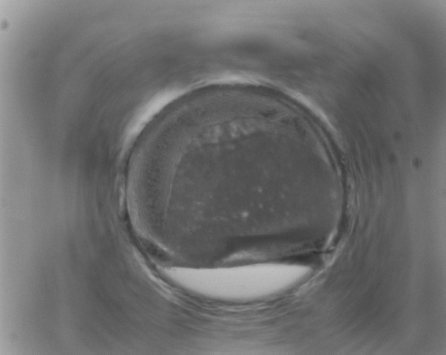 X0000065981367200603172104