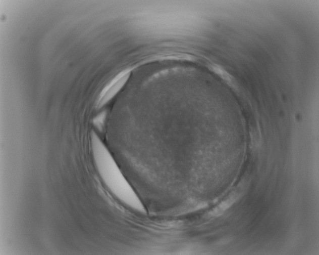 X0000065981369200603172104