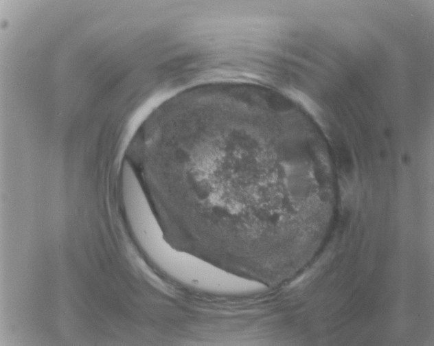 X0000065981371200603172104