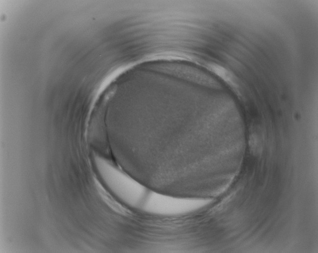 X0000065981372200603172104