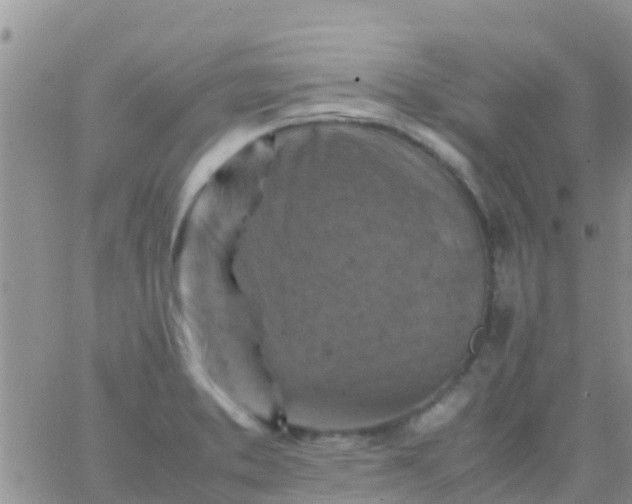 X0000065981373200603172104