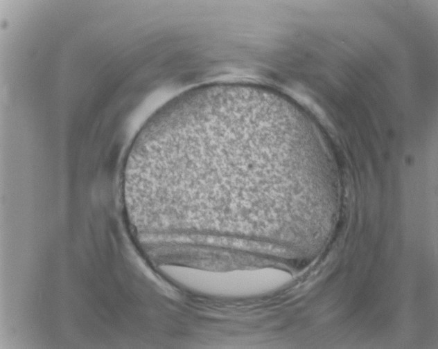 X0000065981375200603172104