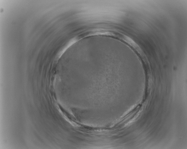 X0000065981377200603172104