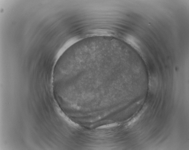 X0000065981378200603172104