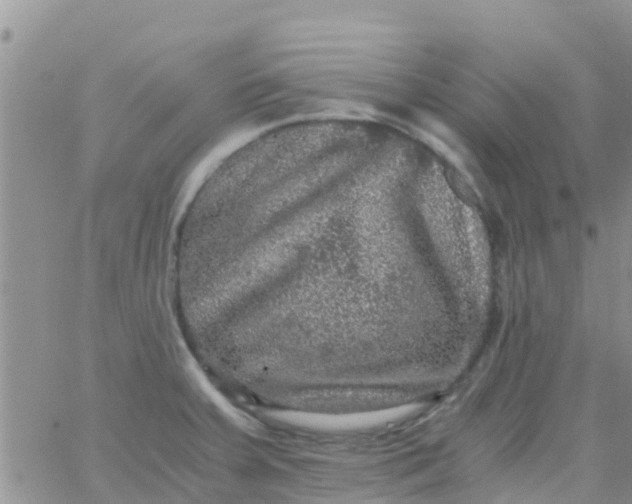 X0000065981379200603172104