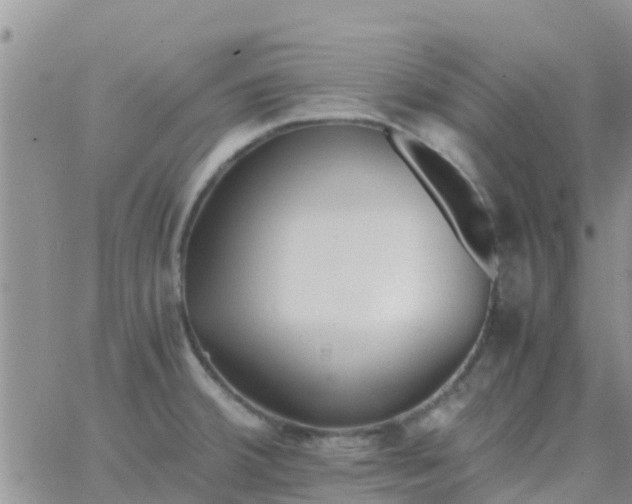 X0000065981380200603172104