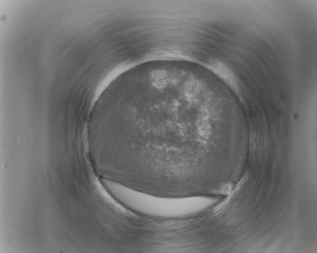 X0000065981382200603172104