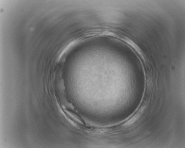 X0000065981385200603172104