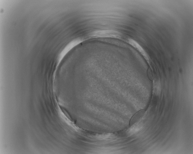 X0000065981386200603172104