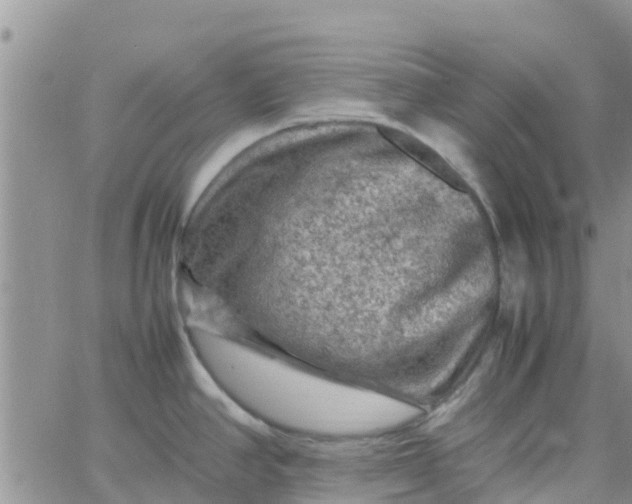 X0000065981390200603172104