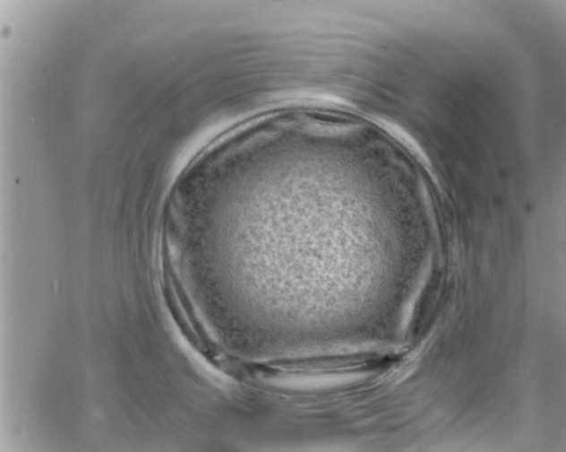 X0000065981391200603172104