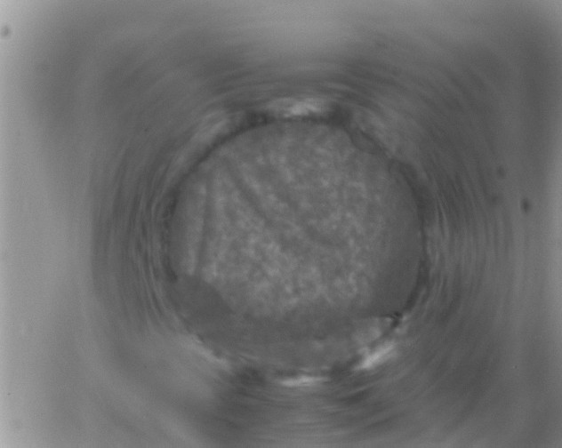 X0000065981393200603172103