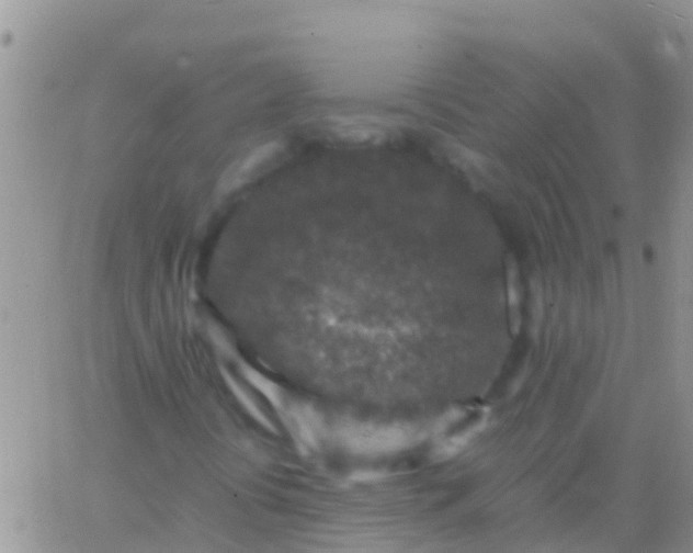 X0000065981394200603172103