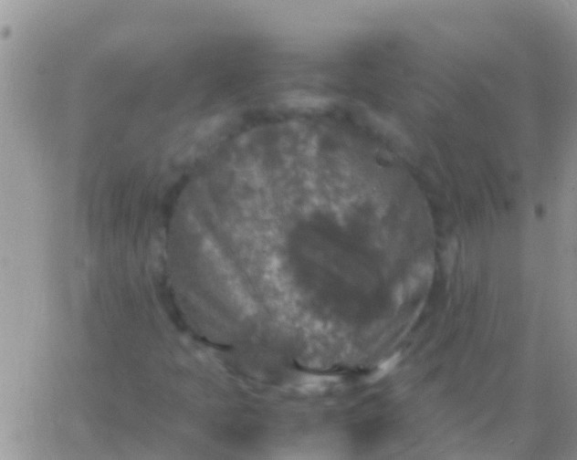 X0000065981397200603172103