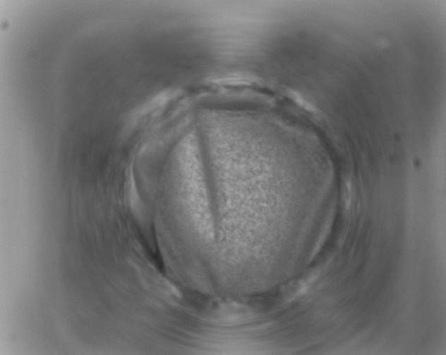 X0000065981398200603172103