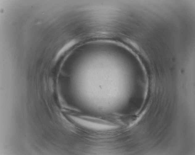 X0000065981402200603172103