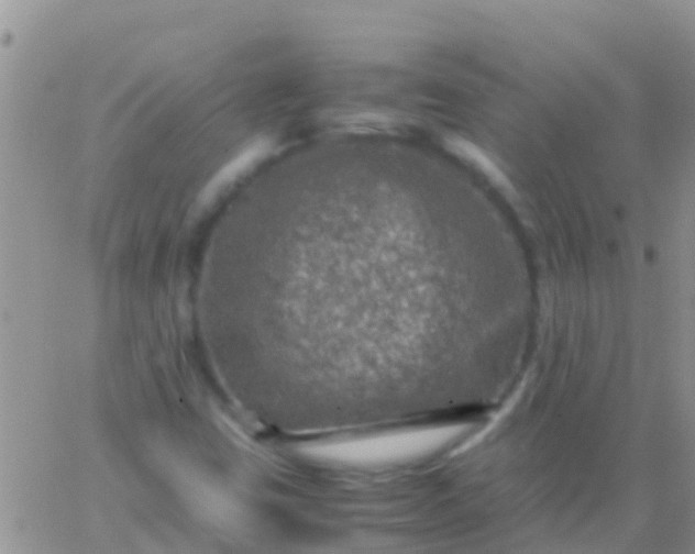 X0000065981403200603172103